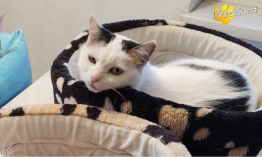 Katze Whitey (Foto by Tiereck.at - Lavanttaler Tierhilfe)