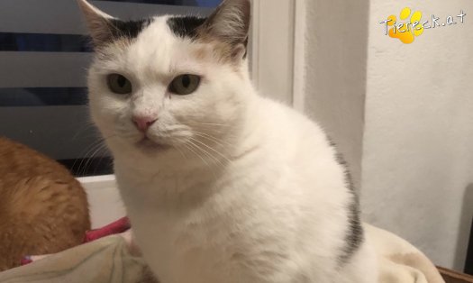 Katze Whitey (Foto by Tiereck.at - Lavanttaler Tierhilfe)