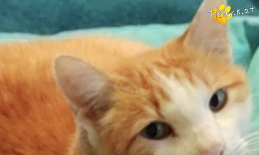 Katze Roti (Foto by Tiereck.at - Lavanttaler Tierhilfe)