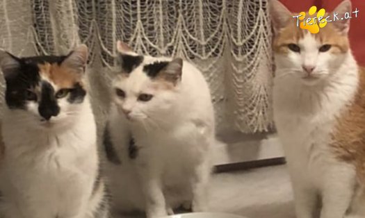 Katze Roti (Foto by Tiereck.at - Lavanttaler Tierhilfe)