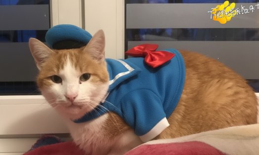 Katze Roti (Foto by Tiereck.at - Lavanttaler Tierhilfe)