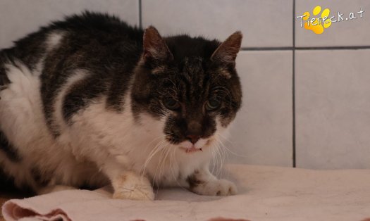 Katze Balthasar (Foto by Tiereck.at - Lavanttaler Tierhilfe)