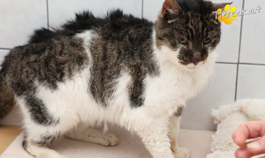 Katze Balthasar (Foto by Tiereck.at - Lavanttaler Tierhilfe)