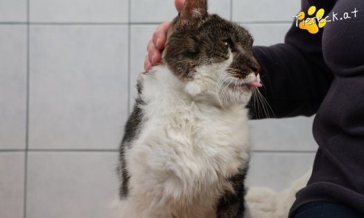 Katze Balthasar (Foto by Tiereck.at - Lavanttaler Tierhilfe)