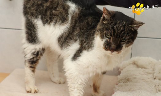 Katze Balthasar (Foto by Tiereck.at - Lavanttaler Tierhilfe)