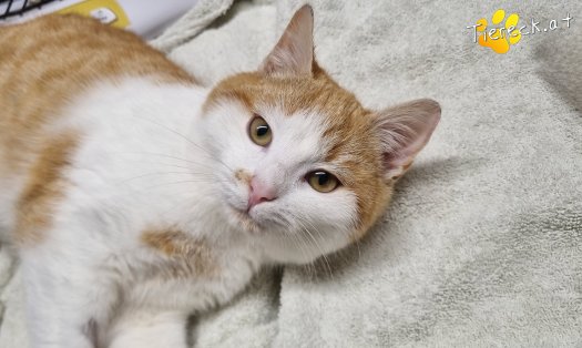 Katze Chase (Foto by Tiereck.at - Lavanttaler Tierhilfe)