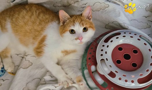 Katze Chase (Foto by Tiereck.at - Lavanttaler Tierhilfe)