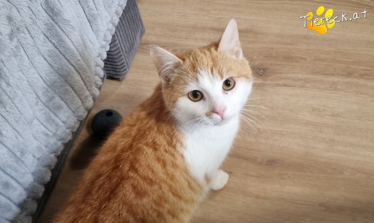 Katze Chase (Foto by Tiereck.at - Lavanttaler Tierhilfe)