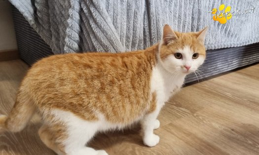 Katze Chase (Foto by Tiereck.at - Lavanttaler Tierhilfe)