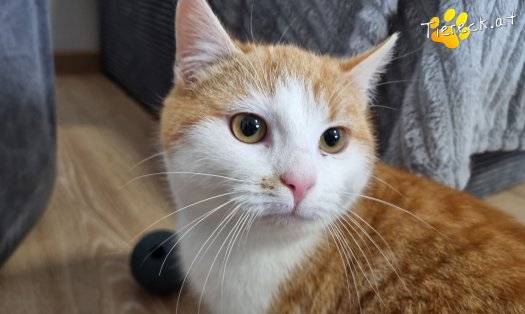 Katze Chase (Foto by Tiereck.at - Lavanttaler Tierhilfe)