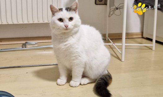 Katze Lykke (Foto by Tiereck.at - Lavanttaler Tierhilfe)