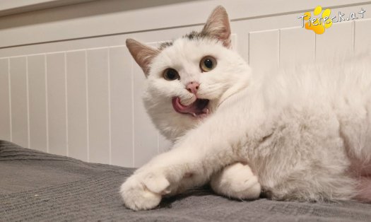 Katze Lykke (Foto by Tiereck.at - Lavanttaler Tierhilfe)