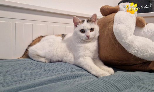 Katze Lykke (Foto by Tiereck.at - Lavanttaler Tierhilfe)