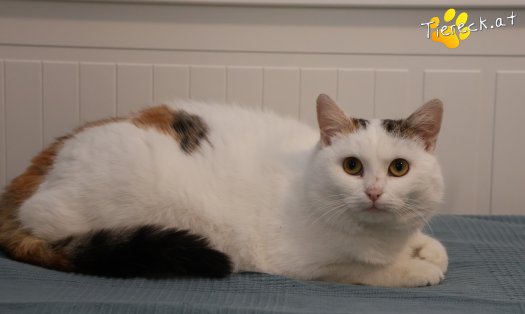 Katze Lykke (Foto by Tiereck.at - Lavanttaler Tierhilfe)