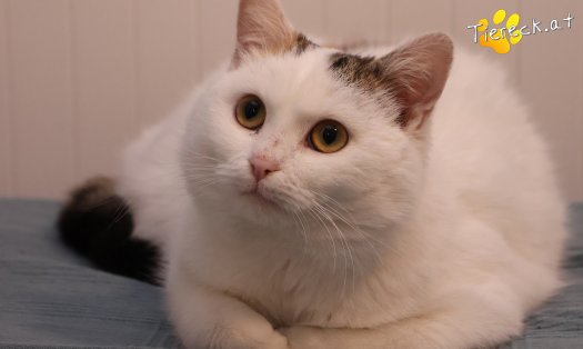 Katze Lykke (Foto by Tiereck.at - Lavanttaler Tierhilfe)