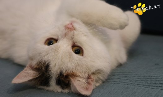 Katze Lykke (Foto by Tiereck.at - Lavanttaler Tierhilfe)