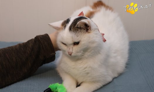 Katze Lykke (Foto by Tiereck.at - Lavanttaler Tierhilfe)