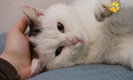 Katze Lykke (Foto by Tiereck.at - Lavanttaler Tierhilfe)