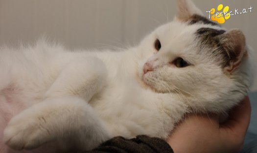 Katze Lykke (Foto by Tiereck.at - Lavanttaler Tierhilfe)