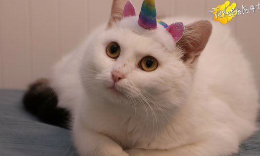 Katze Lykke (Foto by Tiereck.at - Lavanttaler Tierhilfe)