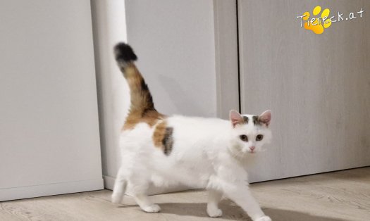 Katze Lykke (Foto by Tiereck.at - Lavanttaler Tierhilfe)