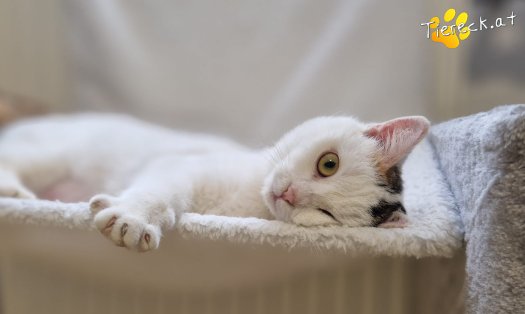 Katze Lykke (Foto by Tiereck.at - Lavanttaler Tierhilfe)