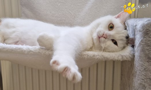 Katze Lykke (Foto by Tiereck.at - Lavanttaler Tierhilfe)