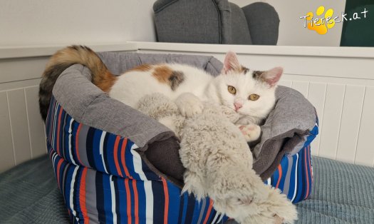 Katze Lykke (Foto by Tiereck.at - Lavanttaler Tierhilfe)