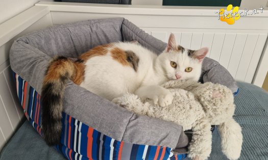 Katze Lykke (Foto by Tiereck.at - Lavanttaler Tierhilfe)