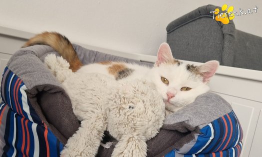 Katze Lykke (Foto by Tiereck.at - Lavanttaler Tierhilfe)