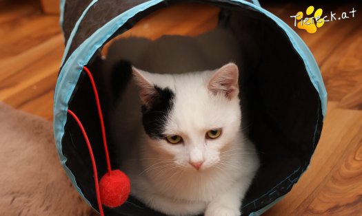 Katze Linus (Foto by Tiereck.at - Lavanttaler Tierhilfe)