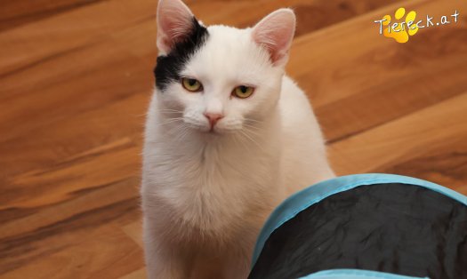 Katze Linus (Foto by Tiereck.at - Lavanttaler Tierhilfe)