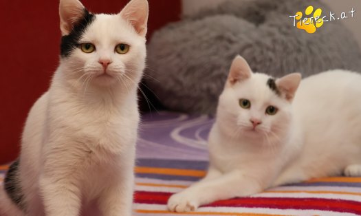 Katze Linus (Foto by Tiereck.at - Lavanttaler Tierhilfe)