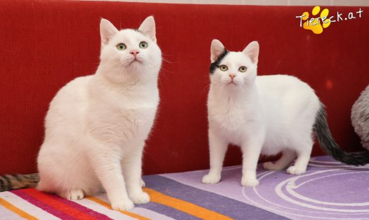 Katze Linus (Foto by Tiereck.at - Lavanttaler Tierhilfe)