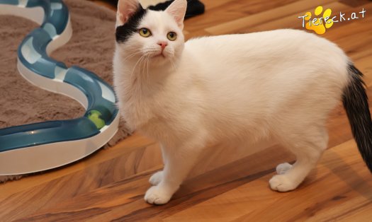 Katze Linus (Foto by Tiereck.at - Lavanttaler Tierhilfe)