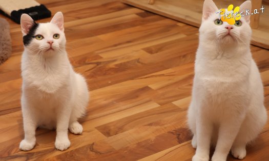 Katze Linus (Foto by Tiereck.at - Lavanttaler Tierhilfe)