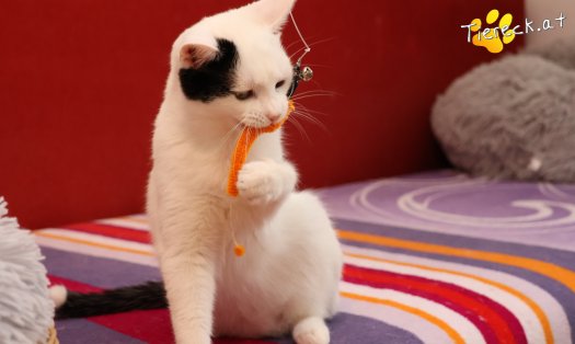 Katze Linus (Foto by Tiereck.at - Lavanttaler Tierhilfe)