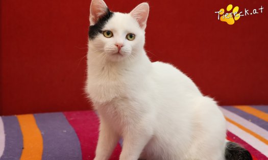 Katze Linus (Foto by Tiereck.at - Lavanttaler Tierhilfe)