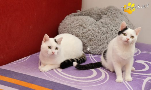 Katze Linus (Foto by Tiereck.at - Lavanttaler Tierhilfe)