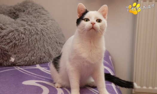 Katze Linus (Foto by Tiereck.at - Lavanttaler Tierhilfe)