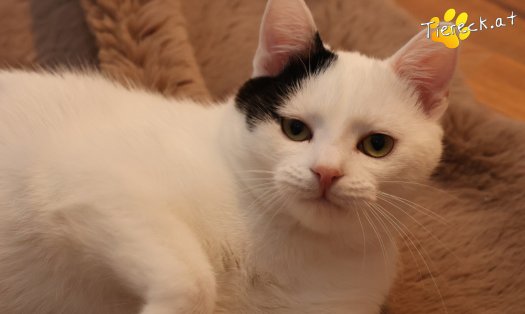 Katze Linus (Foto by Tiereck.at - Lavanttaler Tierhilfe)