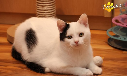 Katze Linus (Foto by Tiereck.at - Lavanttaler Tierhilfe)