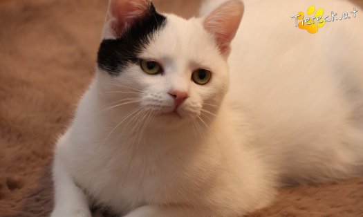 Katze Linus (Foto by Tiereck.at - Lavanttaler Tierhilfe)