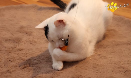 Katze Linus (Foto by Tiereck.at - Lavanttaler Tierhilfe)