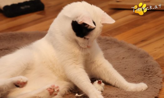 Katze Linus (Foto by Tiereck.at - Lavanttaler Tierhilfe)