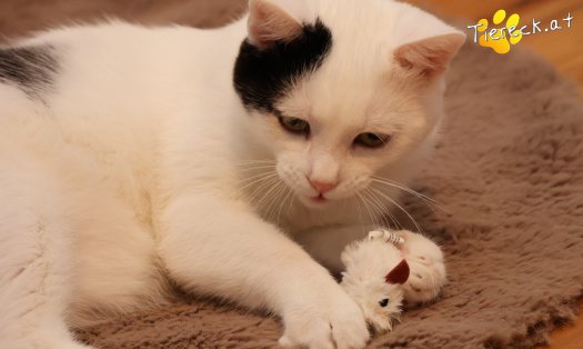 Katze Linus (Foto by Tiereck.at - Lavanttaler Tierhilfe)