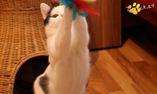 Katze Linus (Foto by Tiereck.at - Lavanttaler Tierhilfe)