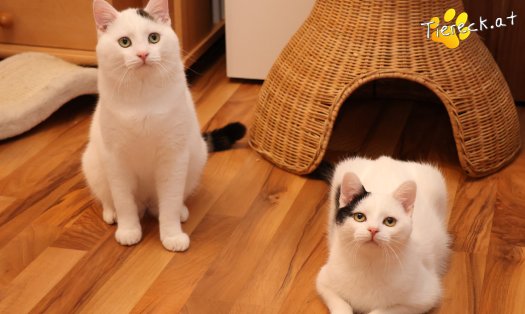 Katze Linus (Foto by Tiereck.at - Lavanttaler Tierhilfe)