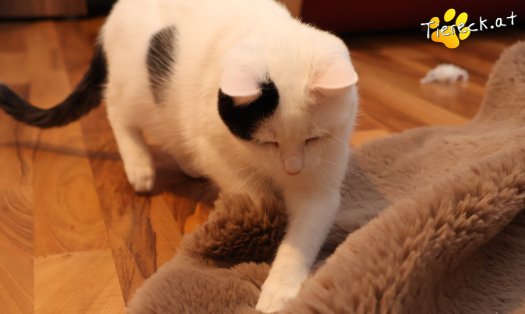 Katze Linus (Foto by Tiereck.at - Lavanttaler Tierhilfe)