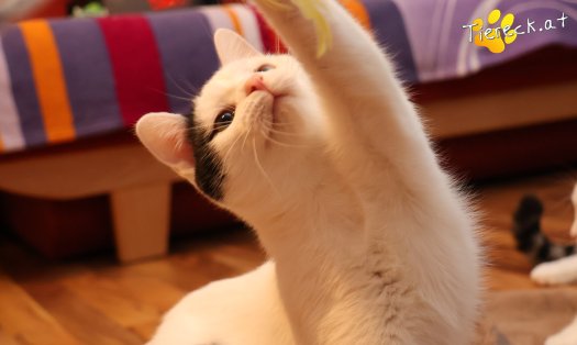 Katze Linus (Foto by Tiereck.at - Lavanttaler Tierhilfe)